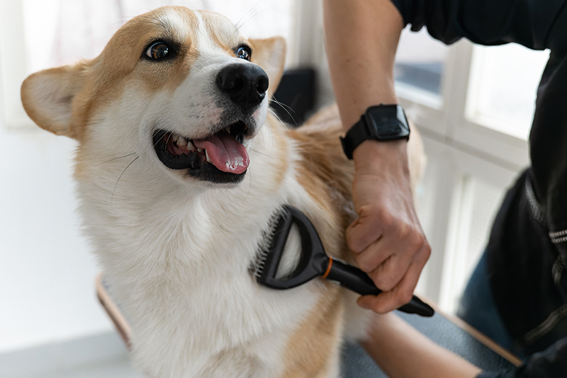 The Art of Dog Grooming: Tips and Tricks for a Happy, Healthy Pup