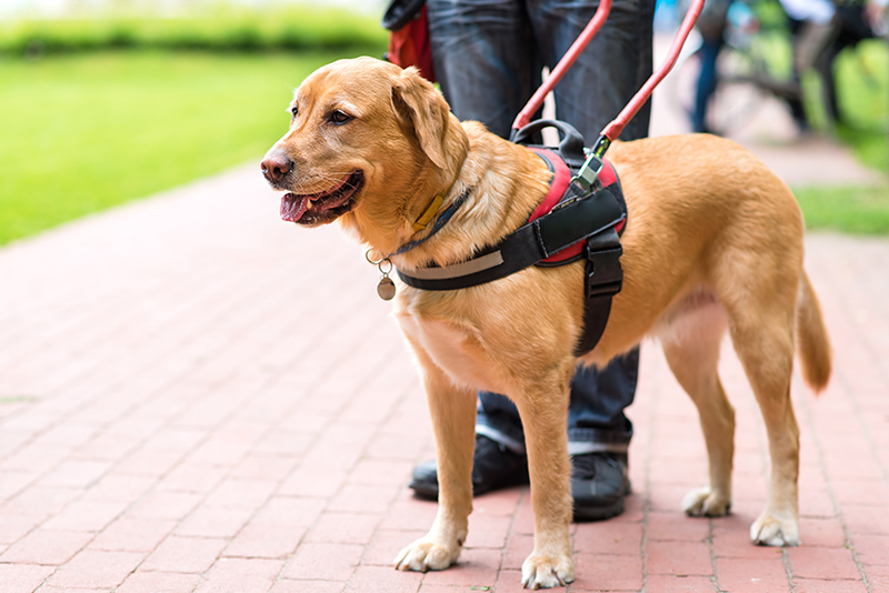 Creating a Dog-Friendly Home: Safety and Comfort Tips